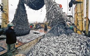 К 29 января российские рыбаки добыли более 328 тыс. тонн – на 11% больше уровня 2019 года
