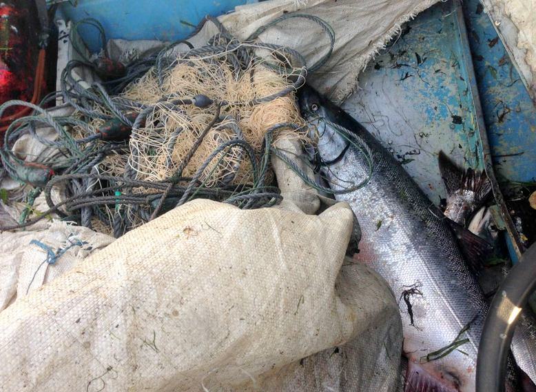 Почти 450 экземпляров лососевых изъято у браконьеров рыбоохраной Камчатки за сутки
