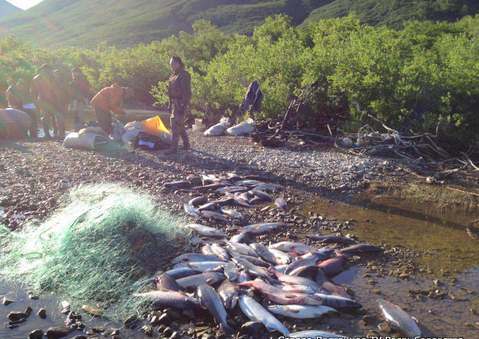 На Камчатке с начала лососевой путины рыбоохраной выявлено более 1 тыс. нарушений
