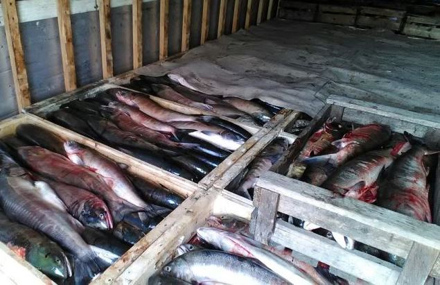 Более 50 тонн лососевых и 700 кг икры пытались вывезти из зоны промысла на Камчатке