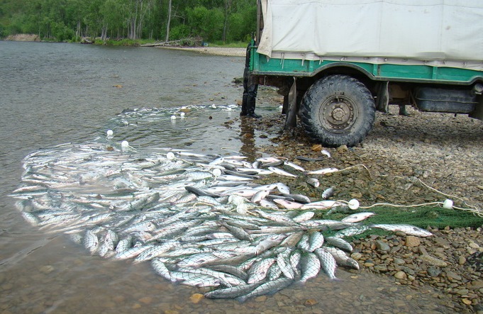 Почти 2 центнера лососевых изъято у колымских браконьеров в ходе совместной операции