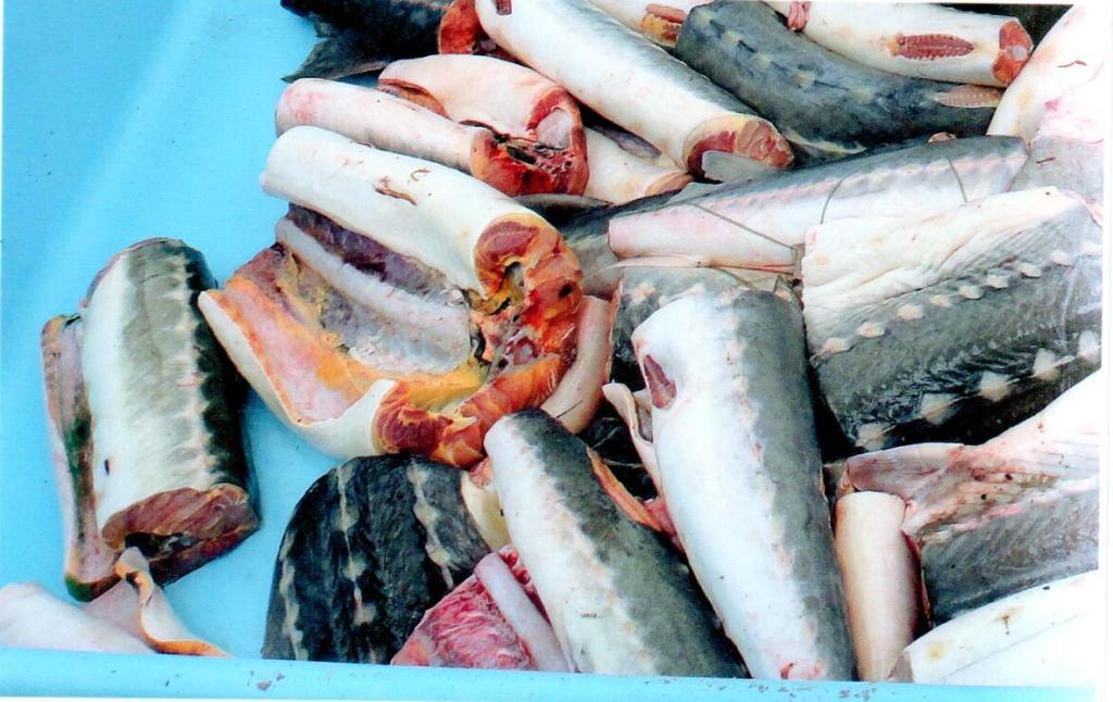 Более 0,5 тонны осетровых изъяли инспекторы рыбоохраны Енисейского теруправления совместно с МВД России