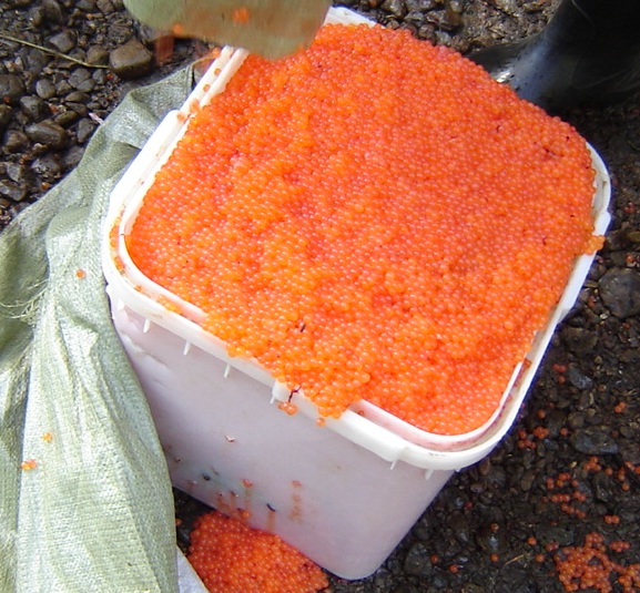 Почти 2 тонны нелегальной красной икры изъято рыбоохраной за один рейд в Хабаровском крае