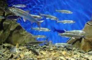 Усиленные рыбоохранные мероприятия пройдут в защиту байкальского омуля в нерестовый период