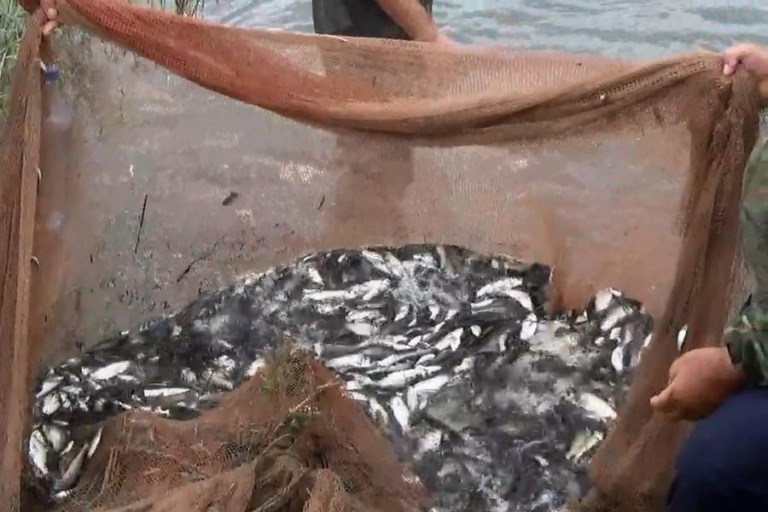 Около 100 тыс. молоди рыбы спасено рыбоохраной в Дагестане в месте прорыва дамбы