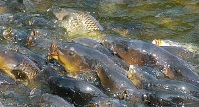 В южных регионах усилены рыбоохранные мероприятия в период нереста