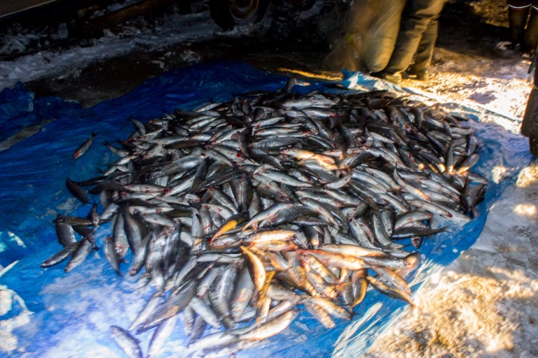 В ходе спецоперации в Бурятии у браконьеров изъято 1,5 тонны омуля