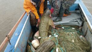 В ходе операции «Осетр» на реке Амур инспекторы выявили почти 400 нарушений закона в области рыболовства