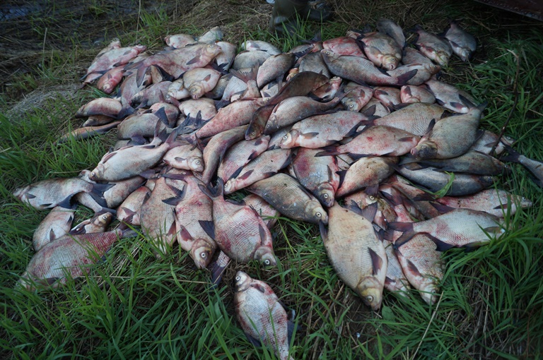 В Нижегородской области изъято 270 км браконьерских сетей и спасено 6 тыс. особей рыбы