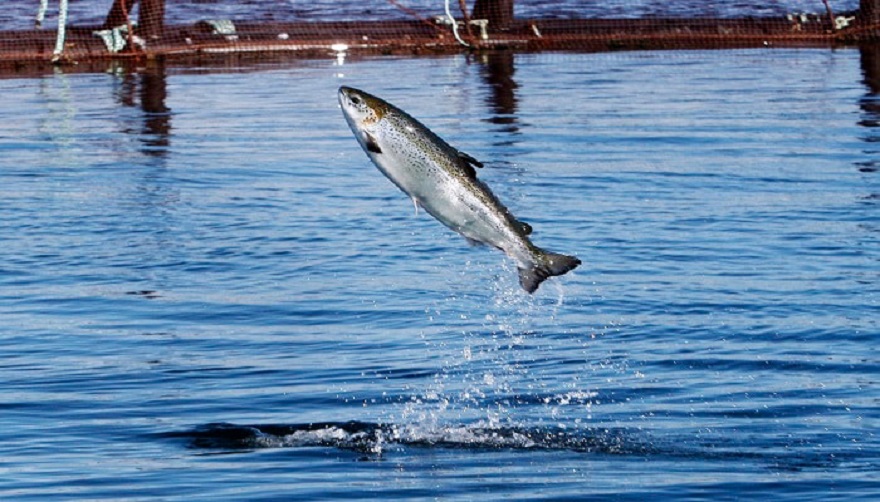 Карельский филиал ФГБУ «Главрыбвод» выпустил 305 тыс. штук молоди атлантического и озерного лососей