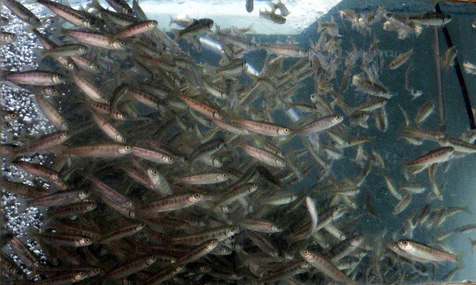 На Вилюйском лососевом рыбоводном заводе начались выпуски мальков кижуча в озеро Большой Вилюй