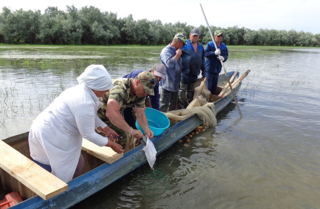 Каспийский филиал ФГБУ «Главрыбвод» выпустил в водоемы дельты реки Волга около 1,5 млрд молоди частиковых рыб