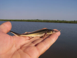 Рыбоводные заводы Каспийского филиала Главрыбвода перевыполнили план по выпуску молоди осетровых и белорыбицы