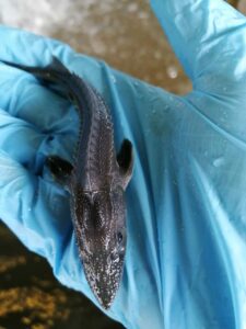 Амурский филиал ФГБУ «Главрыбвод» перевыполнил госзадание по выпуску молоди осетровых на 57%