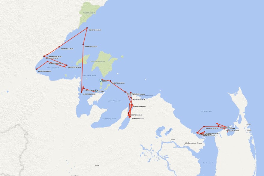 ВНИРО: Косатки из первых двух групп находятся близко друг от друга в Охотском море