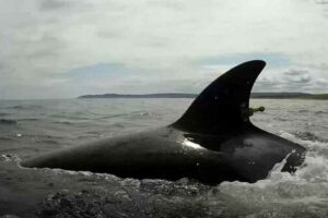Состоялся выпуск мормлеков в природу