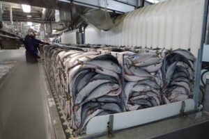 Рыбные ряды: в оптовом звене внутреннего рынка в начале июля сохранился курс на снижение стоимости мороженой рыбы