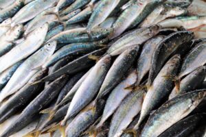 Вылов пелагических видов рыб стал рекордным за последние 20 лет
