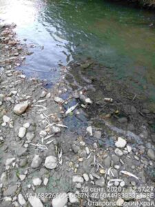 Гибель водных биологических ресурсов в реке Кума