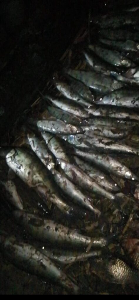 Звонок на горячую линию рыбоохраны Азово-Черноморского ТУ помог задержать браконьера с крупным уловом
