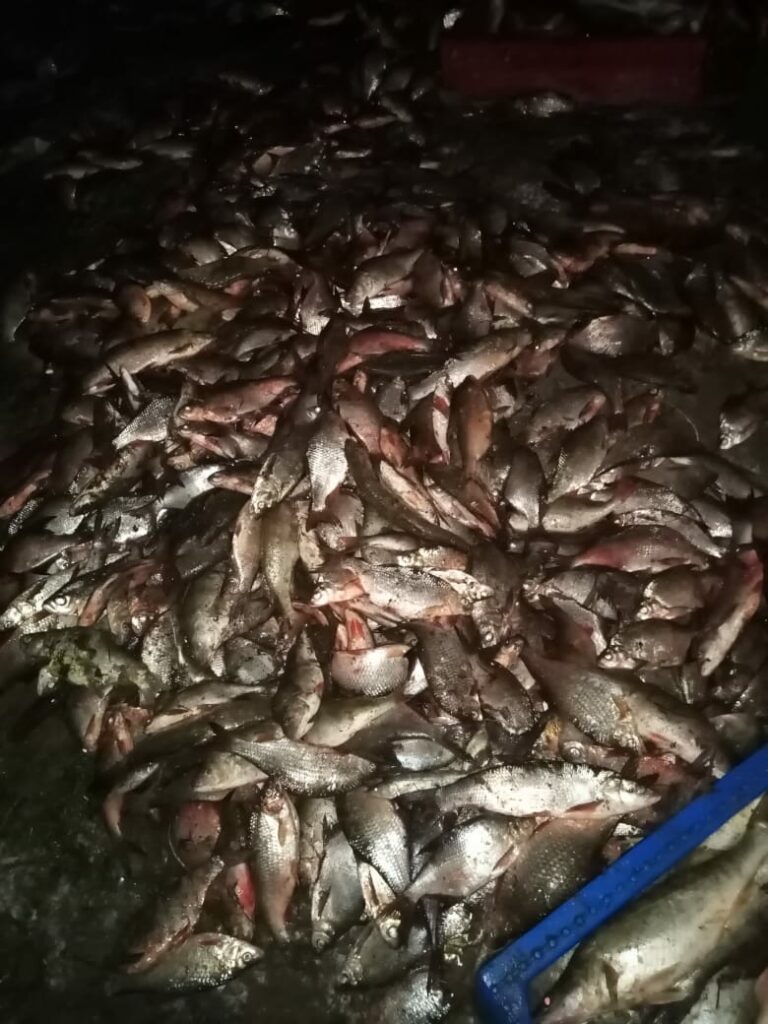 В Куршском заливе задержаны браконьеры, у которых изъято почти 800 кг незаконно добытой рыбы