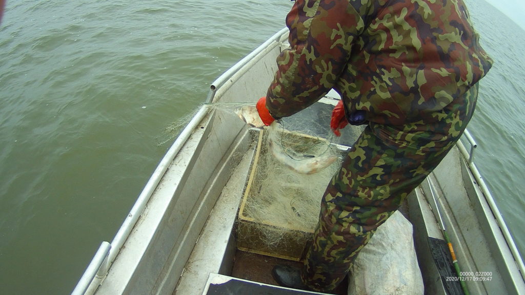 Инспекторы рыбоохраны Западно-Балтийского теруправления изъяли около 200 кг незаконно добытой рыбы