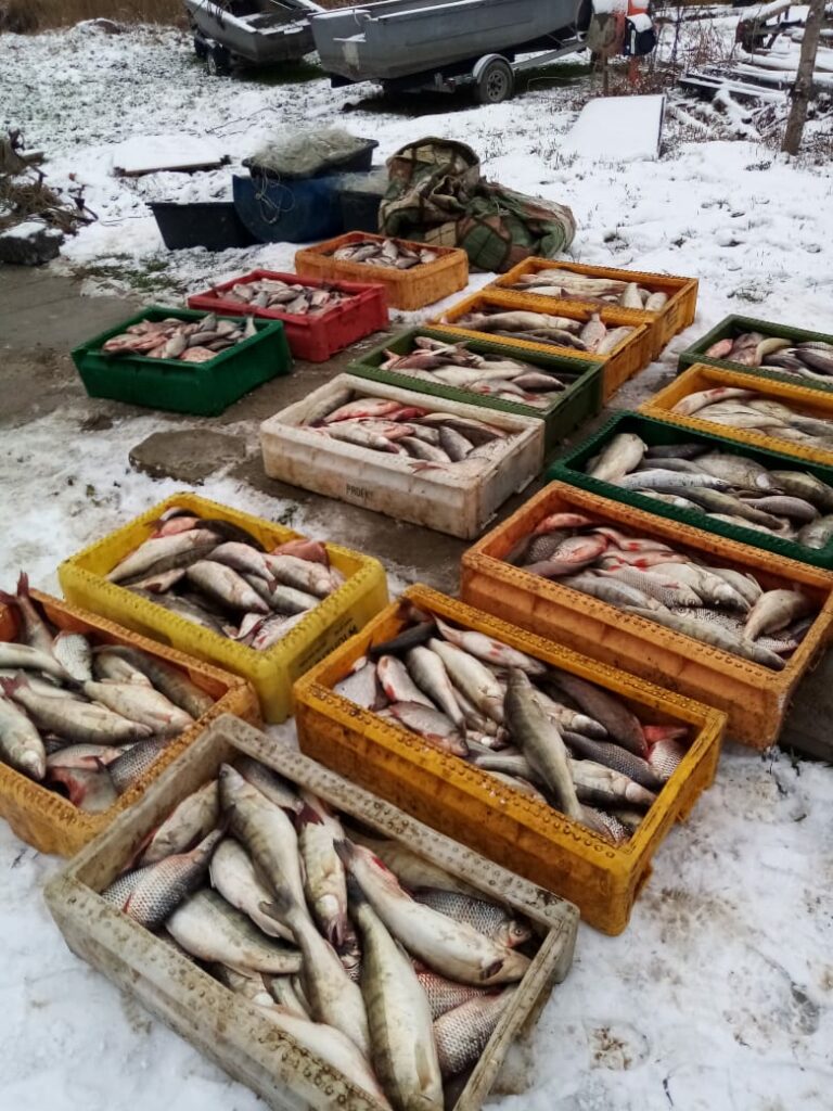 В Гурьевском районе у браконьеров изъято более тысячи экземпляров рыбы, в том числе ценных пород