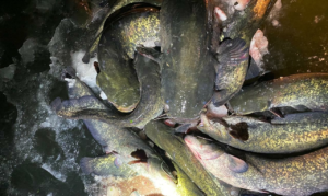 Спасение рыбы на реке Цна в Тамбовской области
