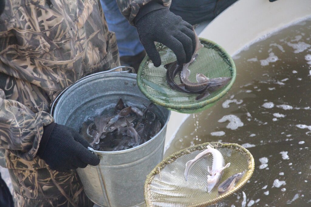 В Ханты-Мансийске в реку выпустили 9 тысяч мальков сибирского осетра
