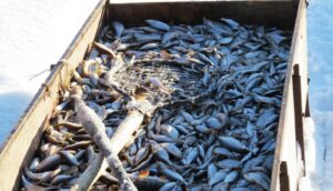 Более 1 100 экземпляров рыбы добыл браконьер в Свердловской области