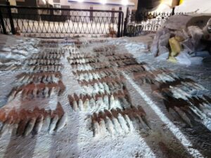 На Ямале задержан браконьерский улов на сумму более 4 млн рублей