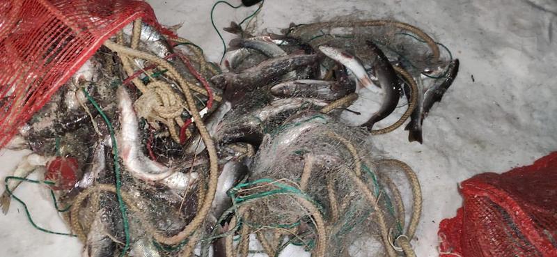 Сотрудниками Елизовской инспекции рыбоохраны пресечен незаконный лов на реке Авача