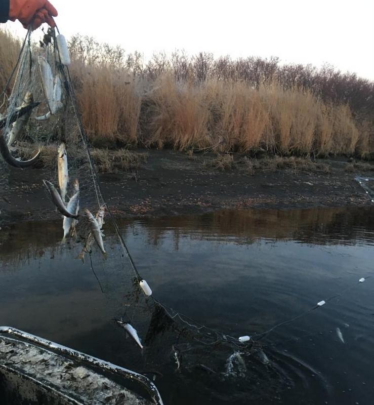 Сотрудниками СВТУ выявлены два факта установки сетей в протоке Озерной в Усть-Камчатском районе