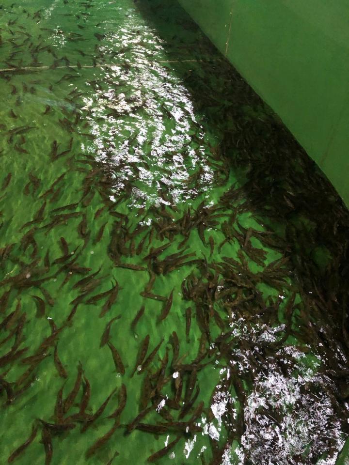 В реку Неву выпущено 95 000 экземпляров атлантического лосося