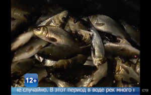 Телесюжет СТВ «Бузулук» о зарыблении водоемов Оренбургской и Самарской области