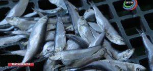 Объемы добычи каспийской рыбы увеличиваются