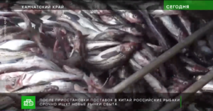 После заморозки импорта в Китай российские рыбаки ищут новые рынки сбыта